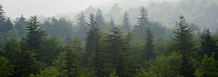 Foggy Evergreens at Grayson Highlands State Park, VA